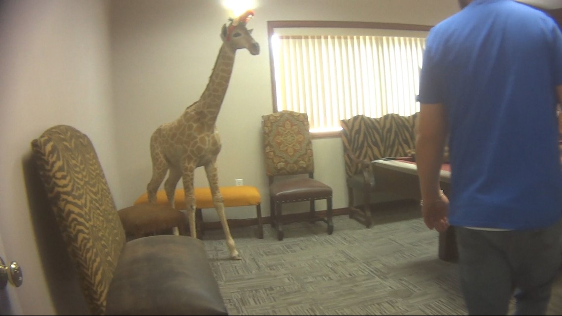 Investigation Giraffe Parts Sales Are Booming In U S And It S Legal Khou Com