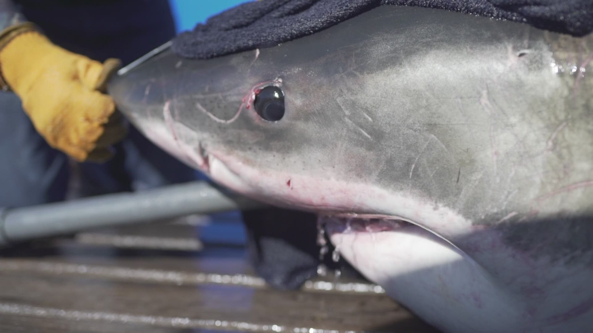 Unama’ki, a 2,000-pound female great white shark, is tagged in September 2019 off the Nova Scotia coast.