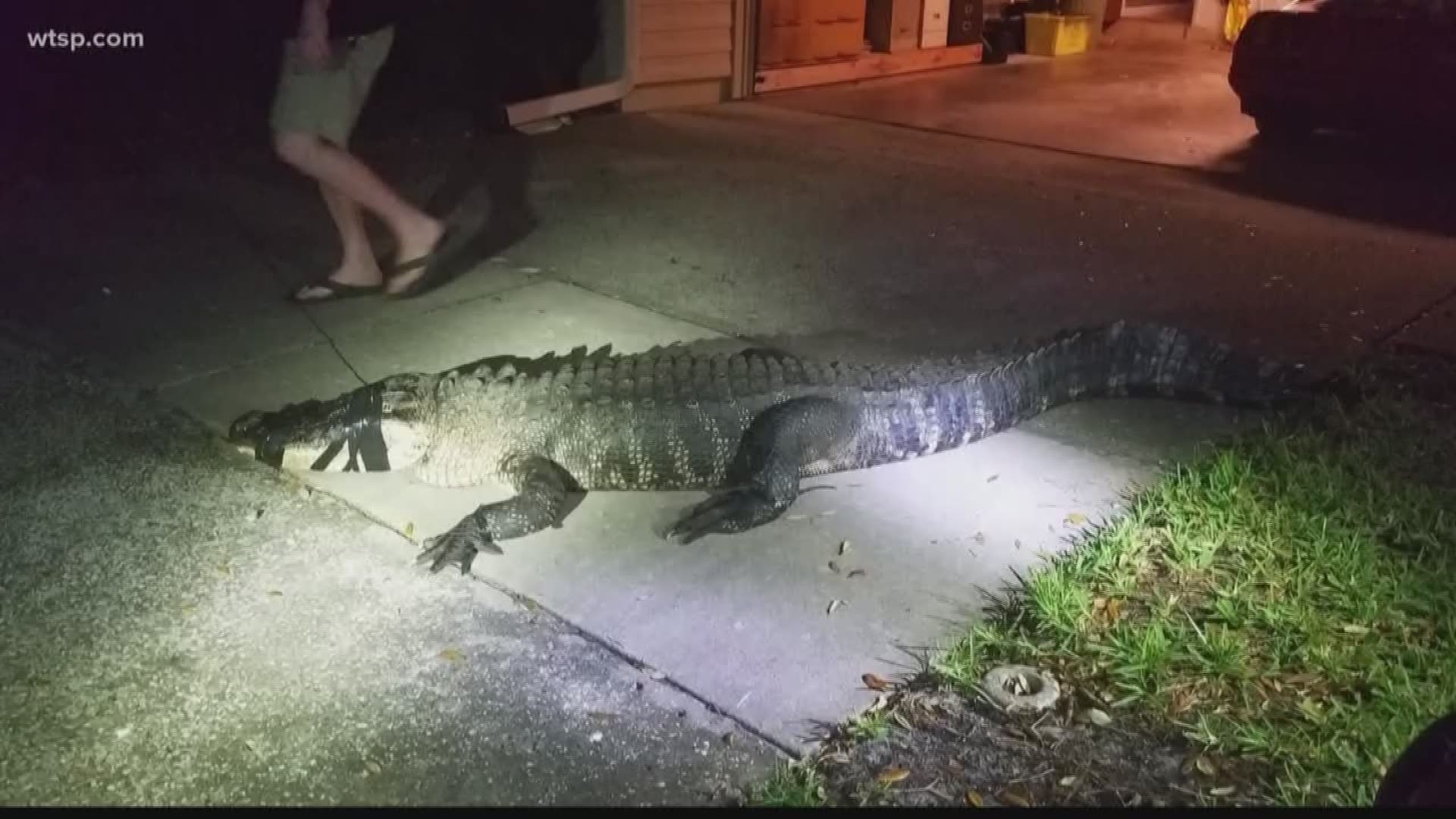 Imagine waking up to an 11-foot gator inside your kitchen.

It's what one Clearwater woman found lurking inside her home around 3:30 Friday morning.

Mary Wischhusen called 911 after hearing a smashing sound and finding the giant gator in her kitchen.