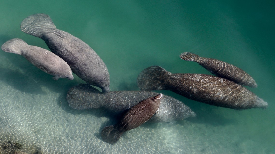 Crystal River locals working to save Florida's manatees - Vimarsana News