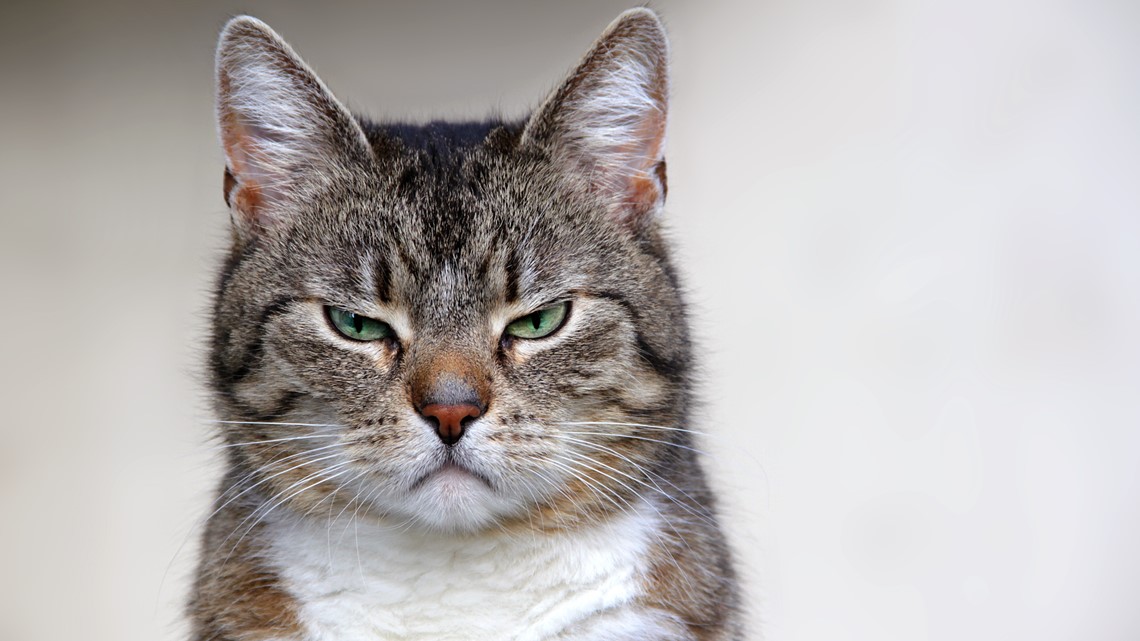 Penelitian baru mengatakan kucing mungkin psikopat