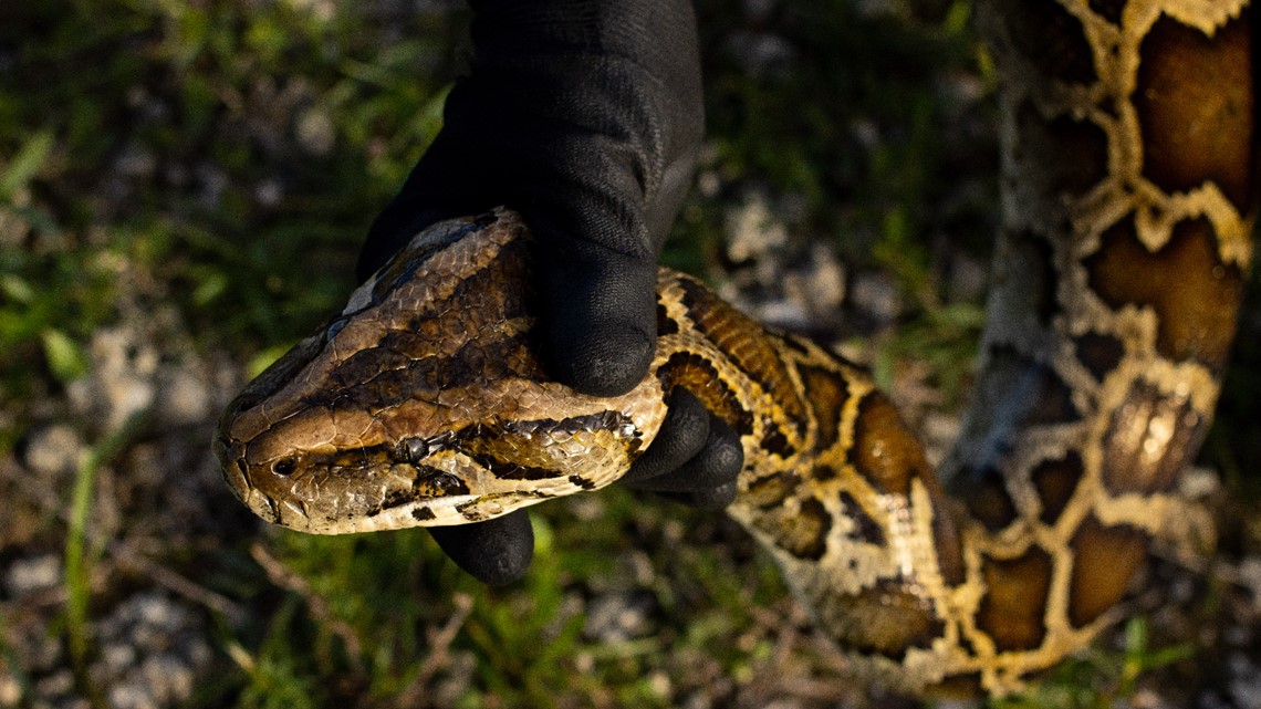 Tonton: Seluruh buaya ditemukan di dalam ular piton Burma setinggi 18 kaki