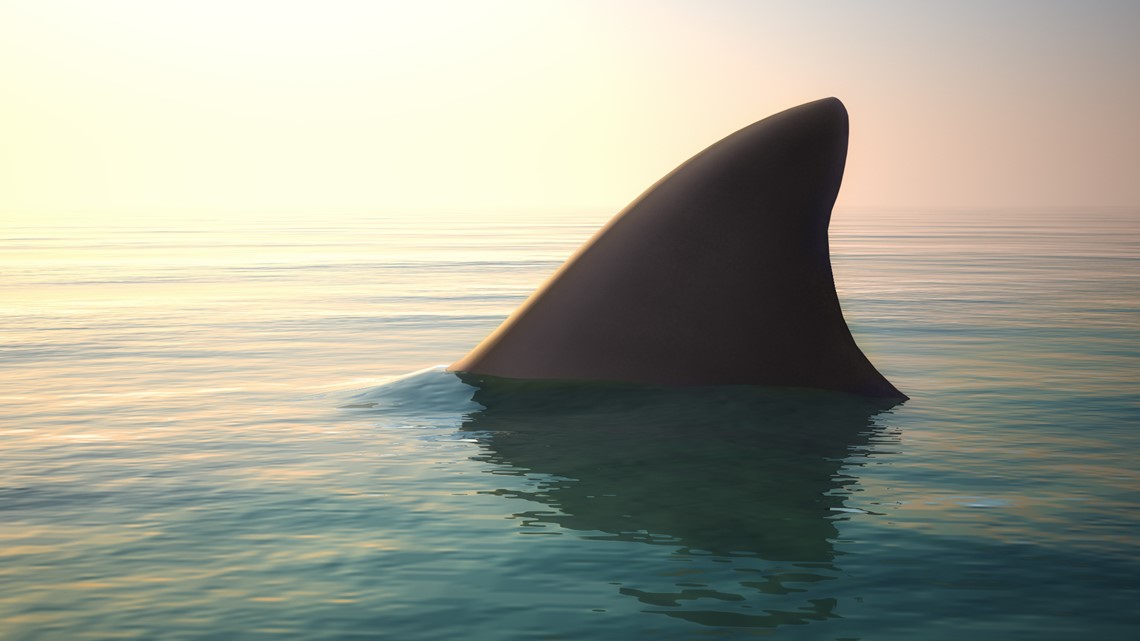 FWC: Bocah 11 tahun digigit hiu saat snorkeling di Florida Keys