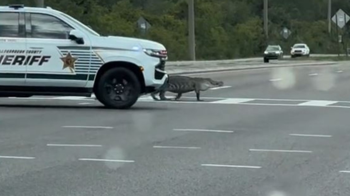 Alligator menghentikan lalu lintas jam sibuk di Tampa
