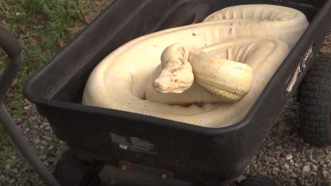 Ular boa albino langka yang tertangkap di Naples