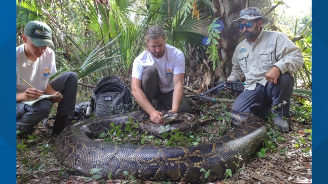 Ahli biologi menemukan python 18-kaki, 215 pon di Florida Everglades