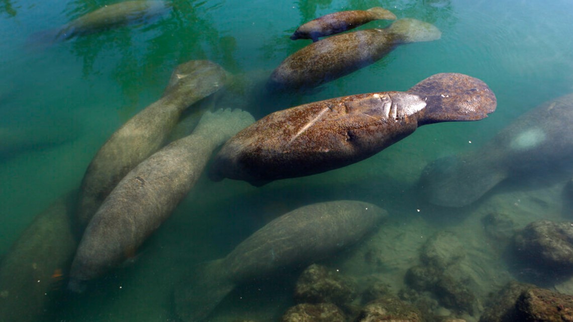 Florida manatees need protection during boating season: FWC - Vimarsana News