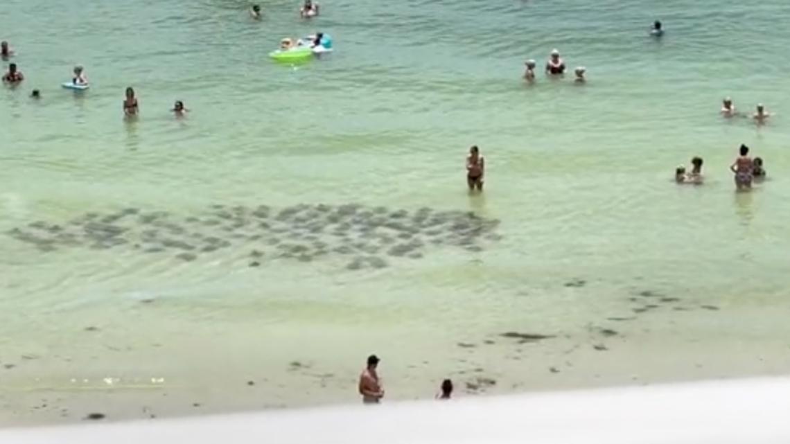 Tonton: 100+ ikan pari meluncur di dekat perenang di Pantai Fort Myers