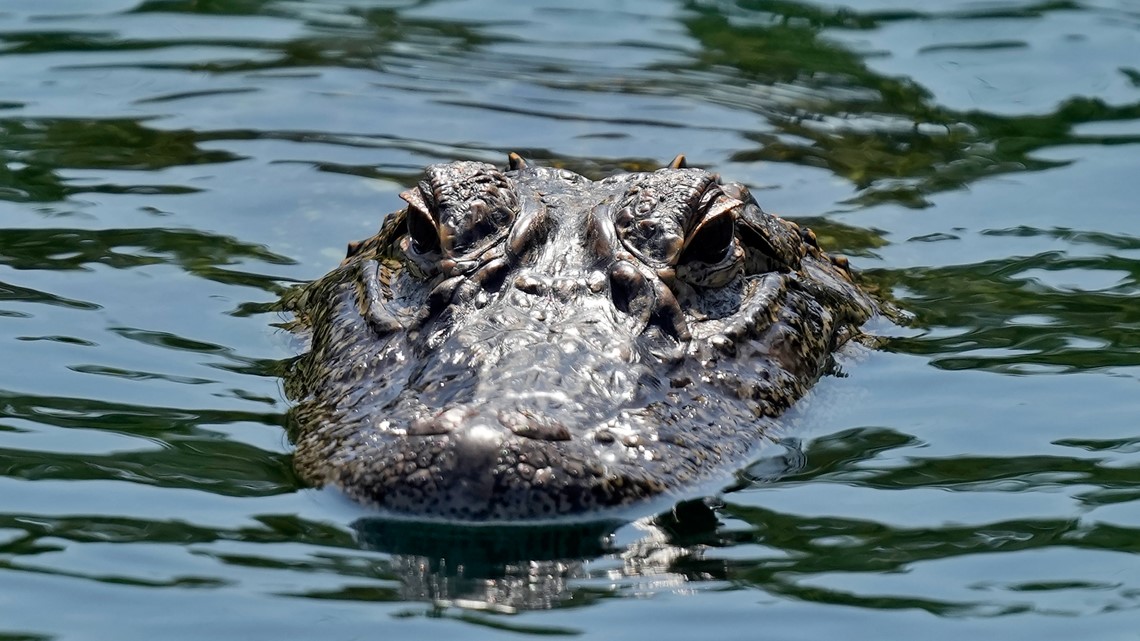 Wanita dibunuh oleh buaya setelah jatuh ke kolam Florida