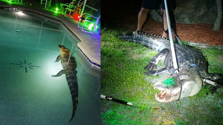 Later, gator! Nearly 11-foot alligator takes dip in Florida family's pool