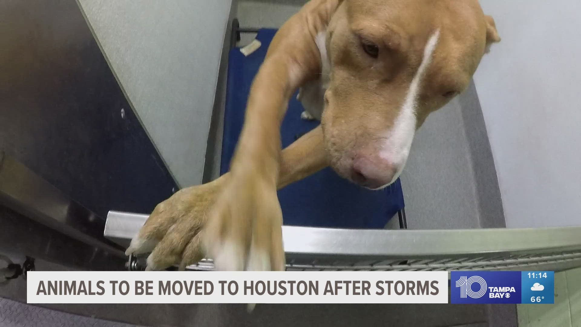 Some families who lost their homes in Hurricane Milton sadly have to give up their pets.