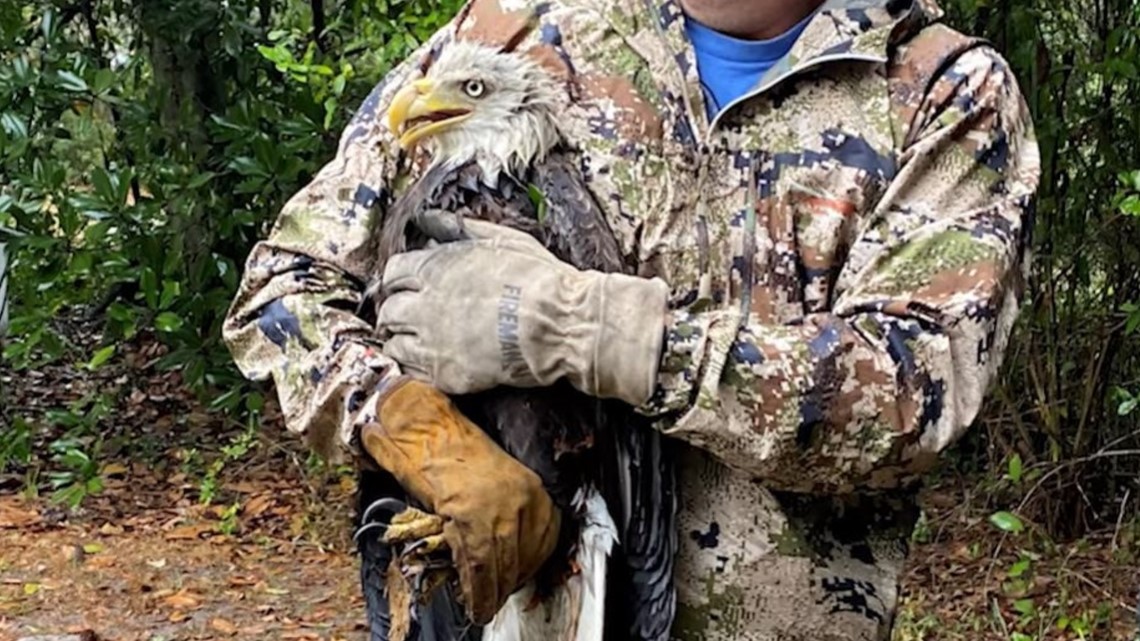 FWC: Elang botak diselamatkan setelah jatuh ke tanah