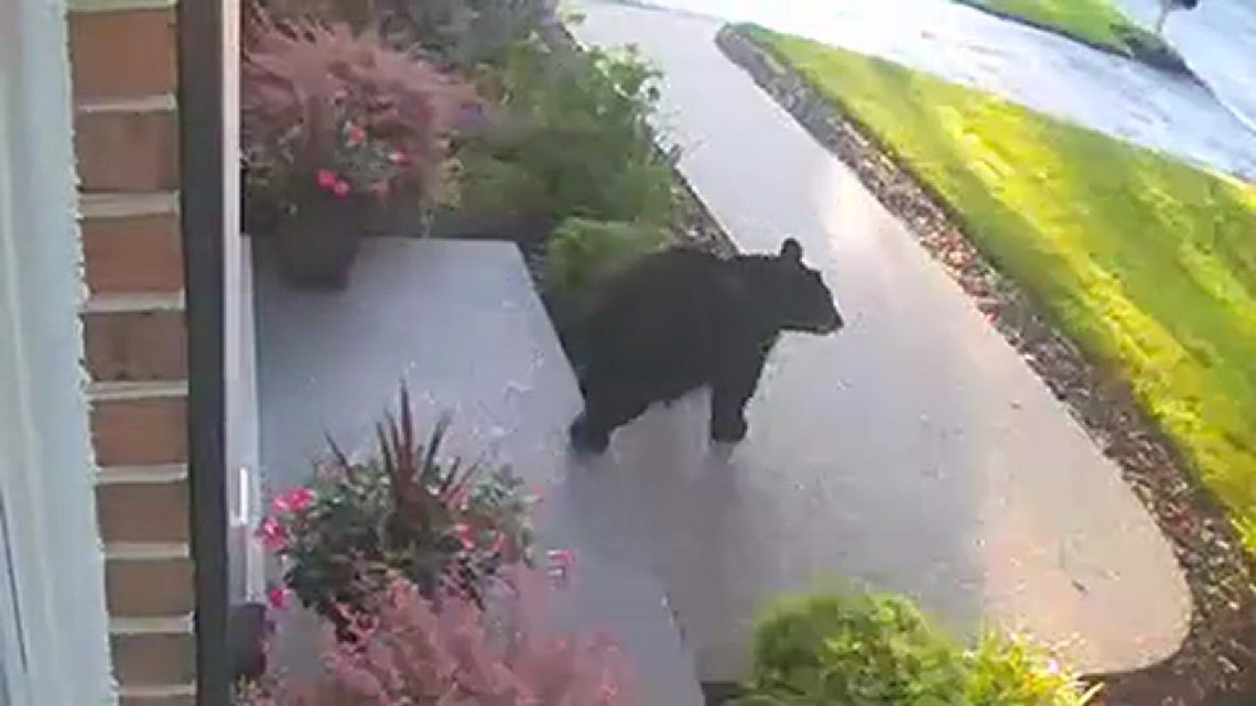 Beruang hitam bertanya-tanya melalui lingkungan di Olney, Maryland