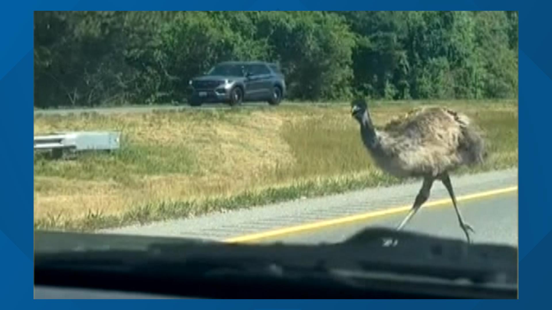 Emu caught after hours-long chase in Maryland | khou.com