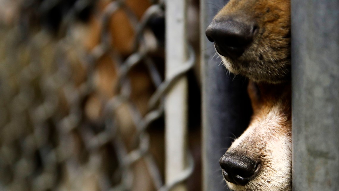 4.000 anjing beagle diselamatkan dari fasilitas Virginia