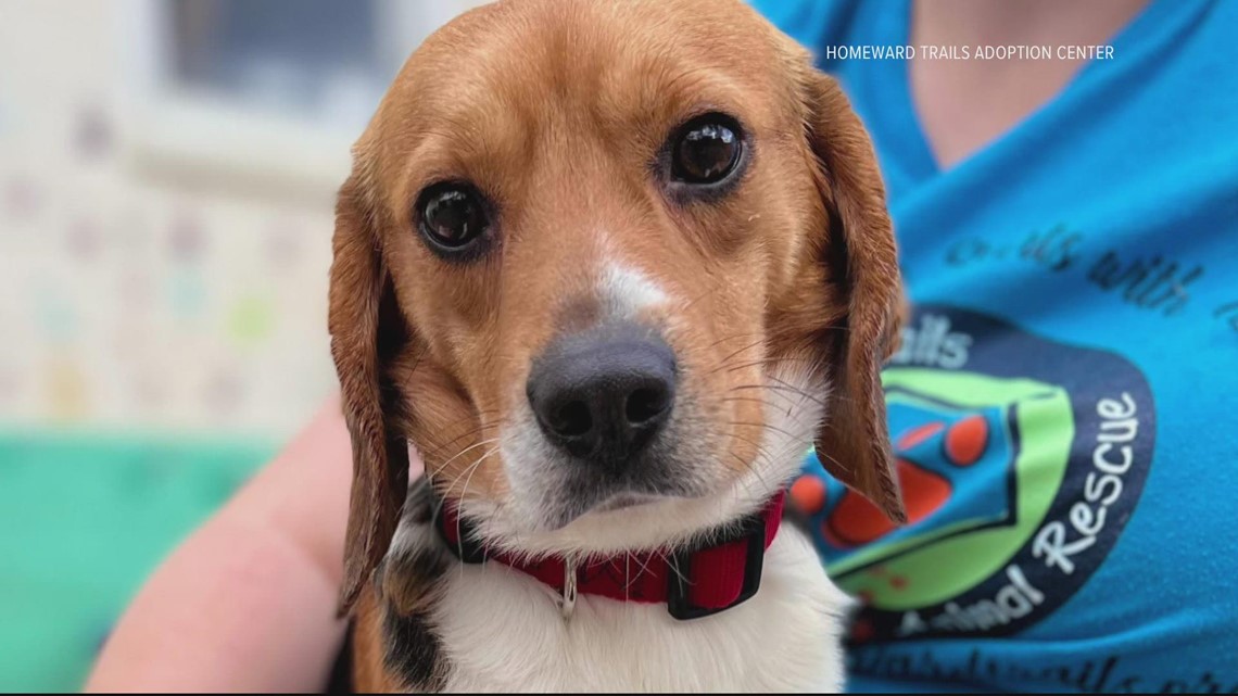 Anjing beagle yang diselamatkan tiba di Fairfax dari fasilitas penangkaran