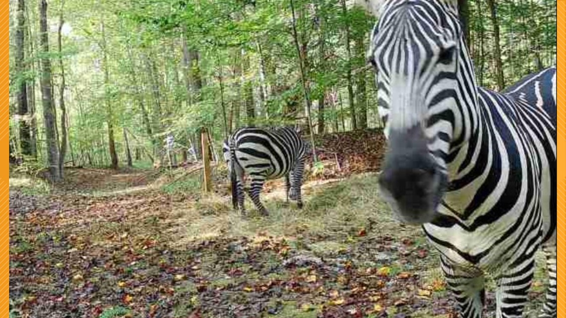 Pasangan Maryland mengumpulkan uang untuk merawat zebra yang melarikan diri