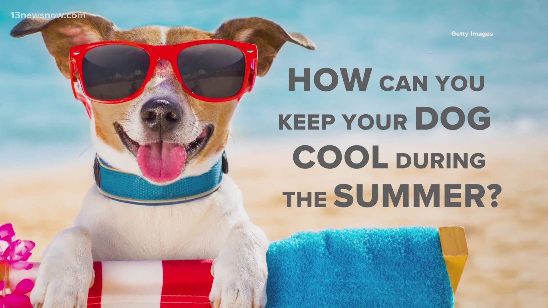 Learn about the warning signs that your dog is too hot, tips on how to cool them down, and one thing to never do.
