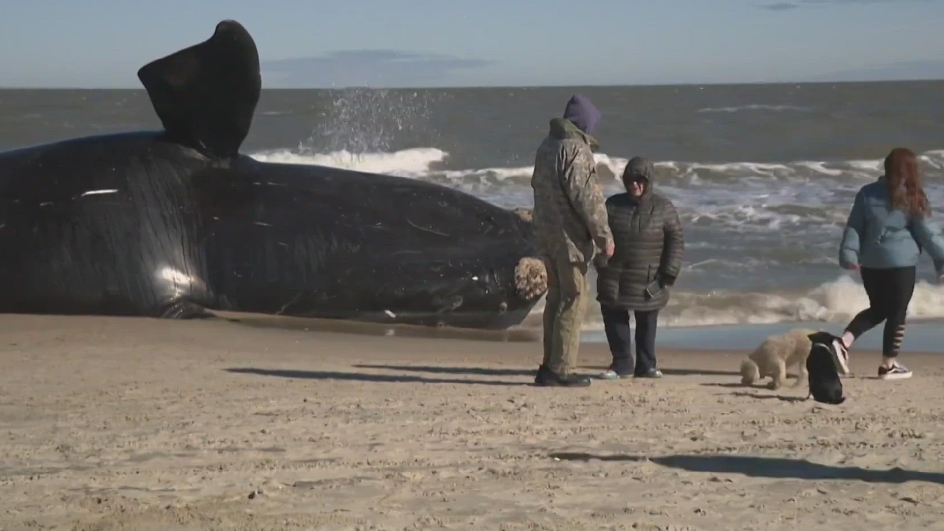 For several hours Tuesday, a team of about 30 researchers examined every inch of a North Atlantic Right Whale that washed ashore on Sunday.