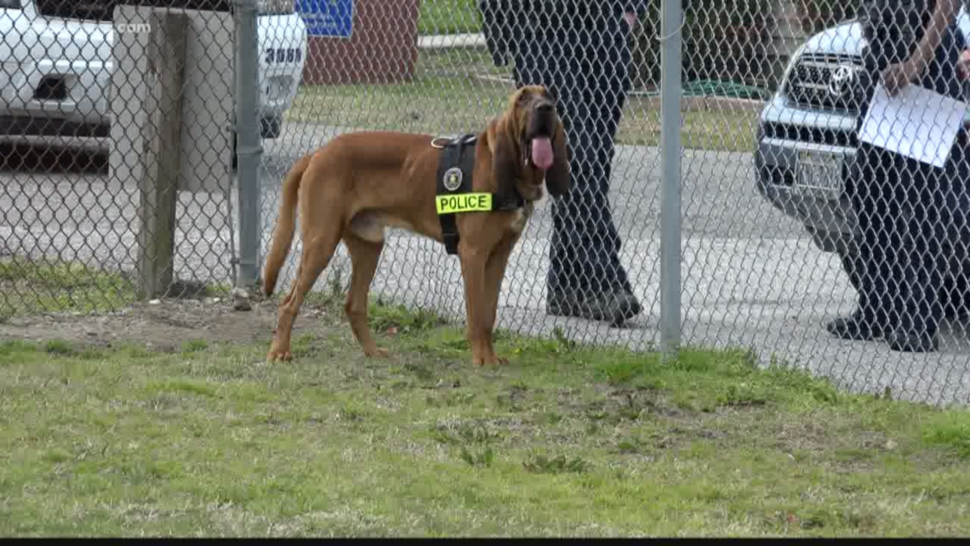 The Hampton Police department is showing off the bloodhounds that do some important work for the department.