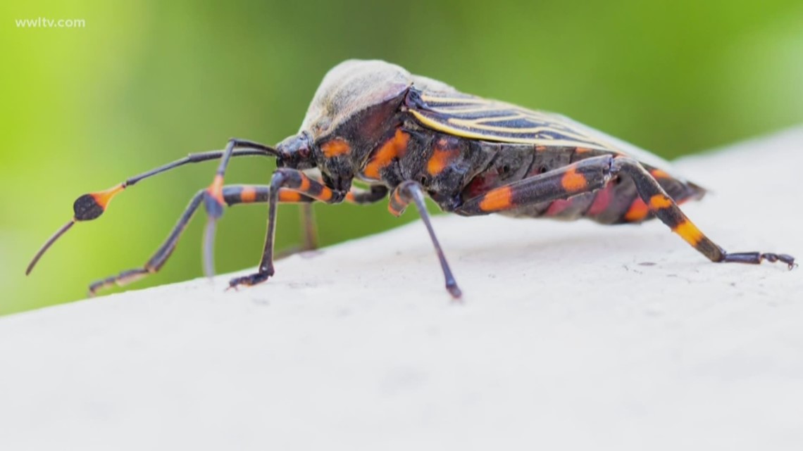 'Kissing Bug' disease reported in Texas What you need to know