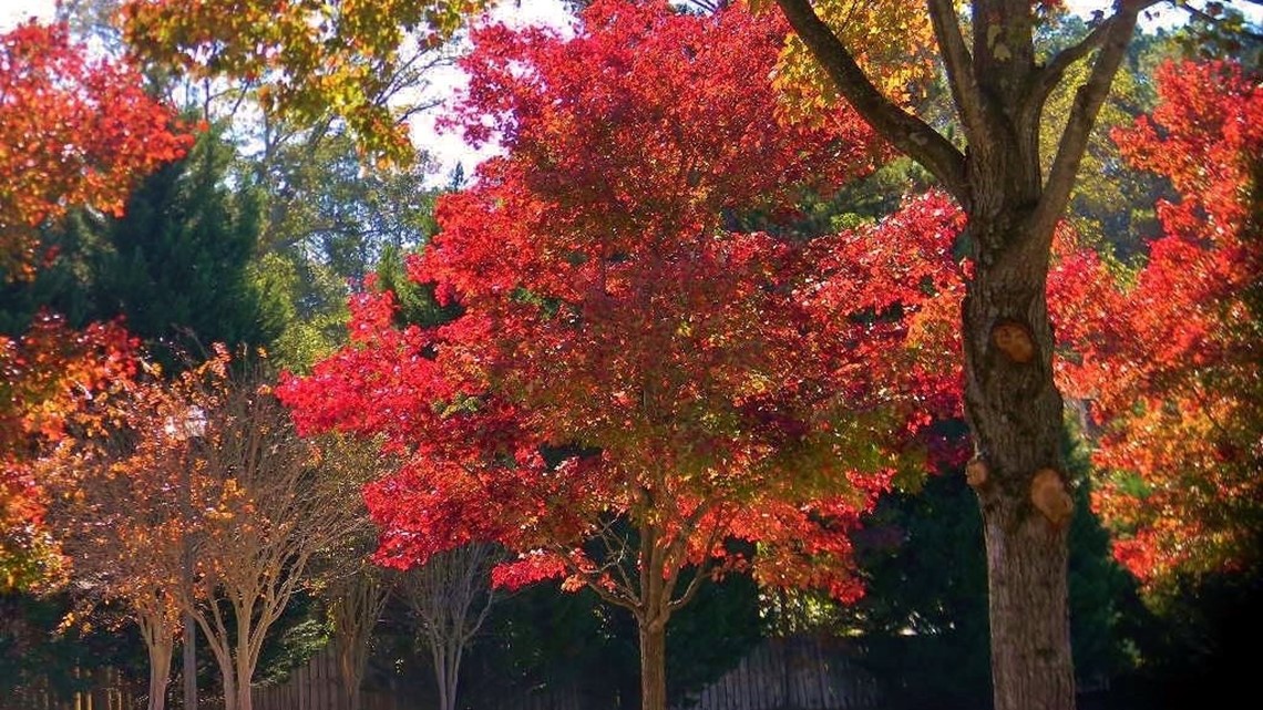 Fall Foliage in North Georgia - Vimarsana News