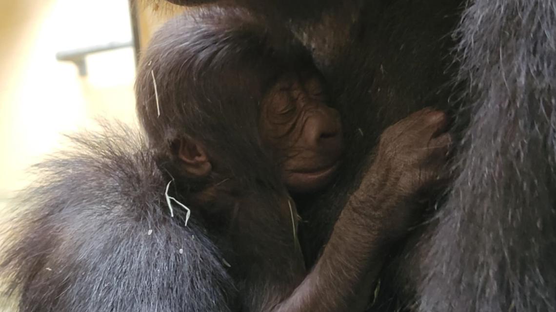 Child gorilla at Zoo Atlanta dies simply days after start