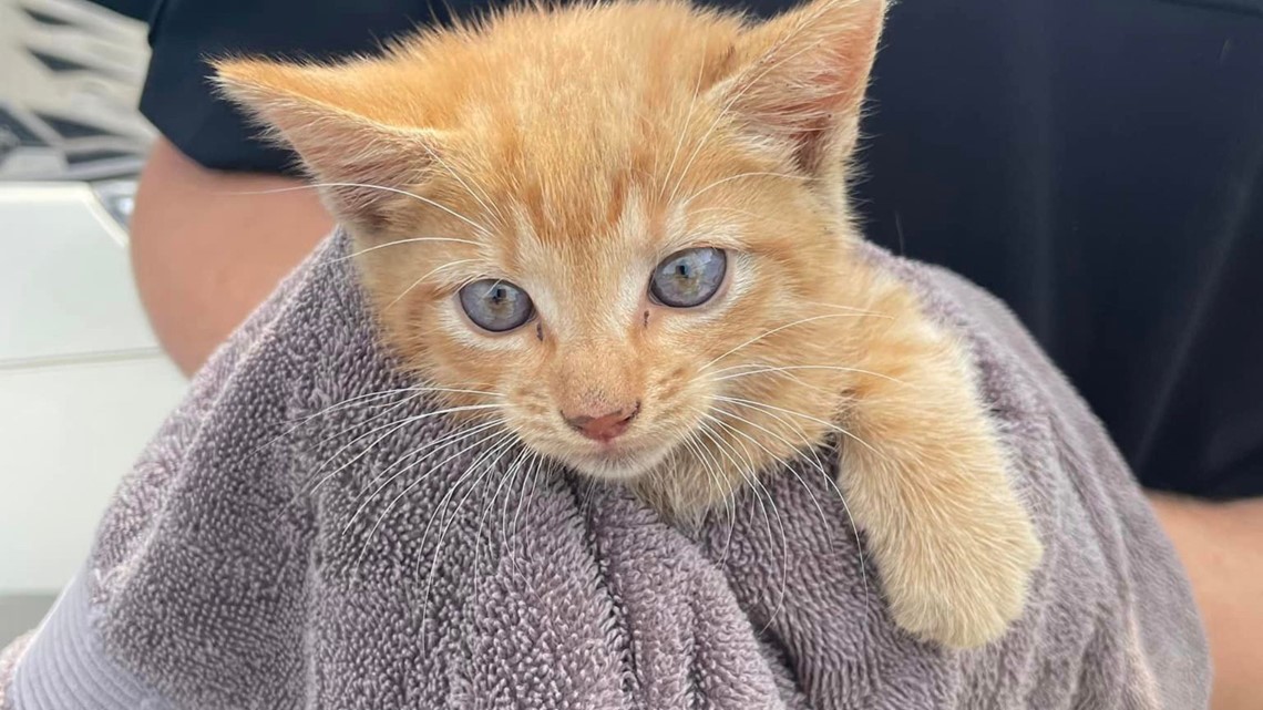 Kerrville cat sanctuary under threat of closing, leaving 90 cats without a home - Vimarsana News