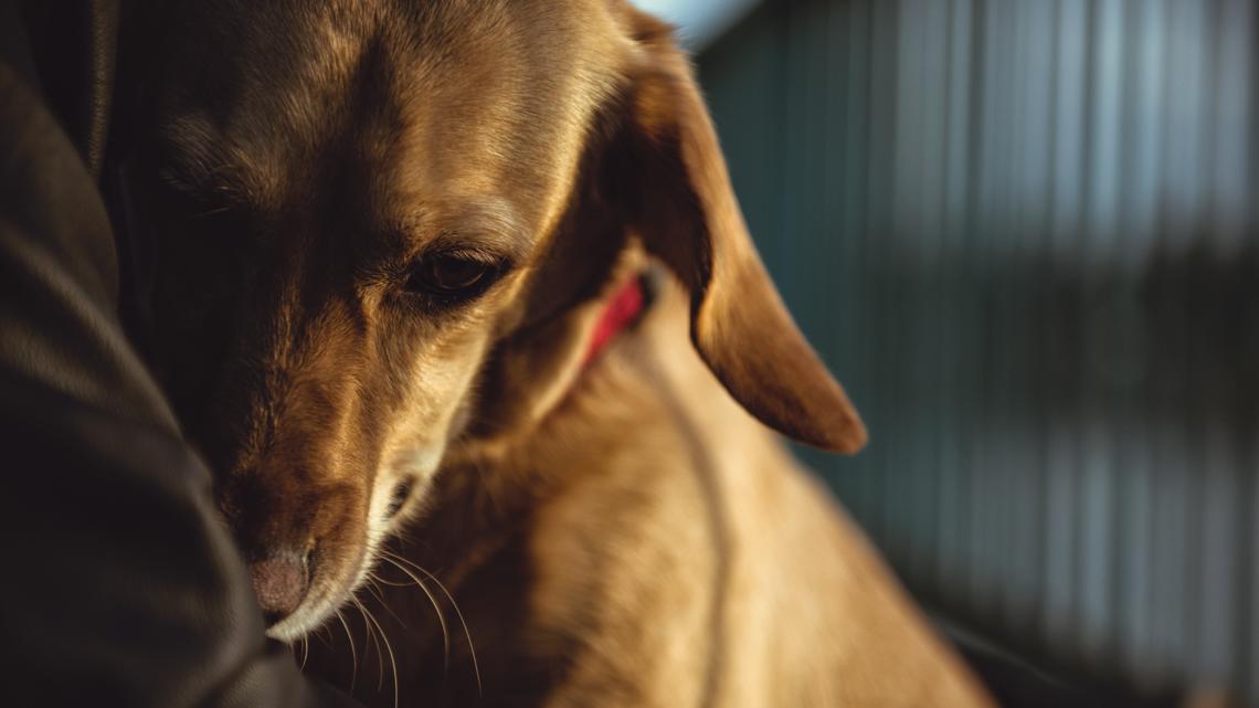 Grief, guilt and love: What Texas A&M researchers learned from thousands of grieving dog owners
