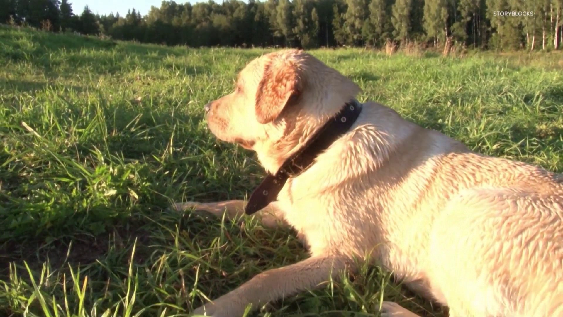 Bella tops list of most popular dog names in Texas, new study finds ...