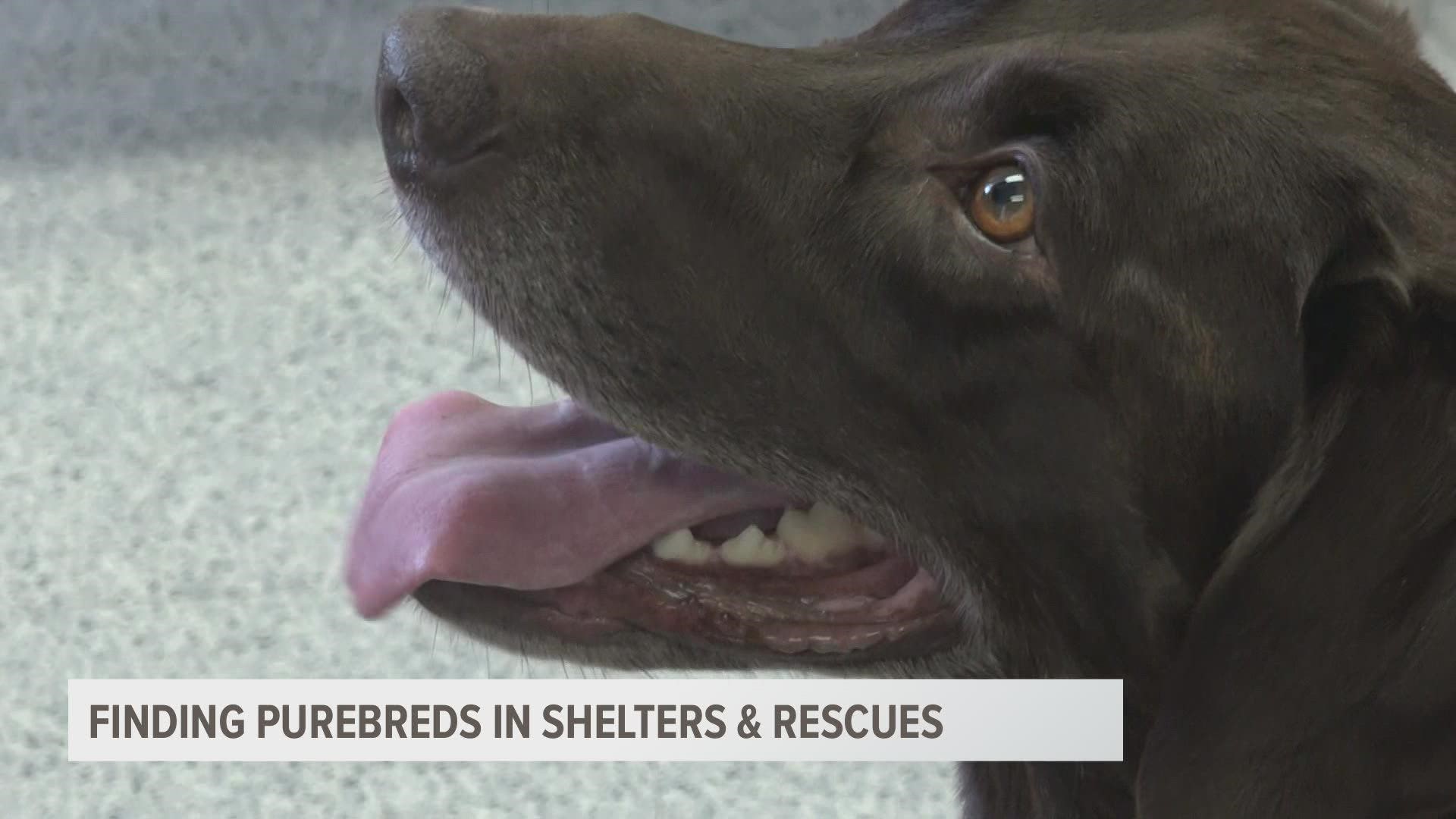 It’s estimated that around 20-30% of all shelter dogs are purebreds.