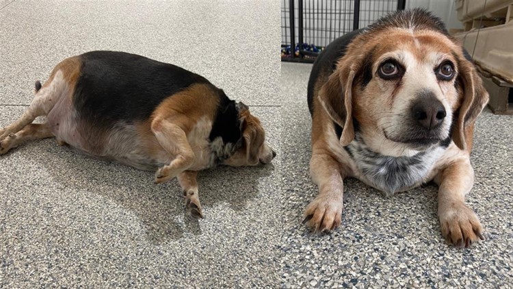 Meet Rolo, a 96-pound beagle in a shelter starting his weight loss journey