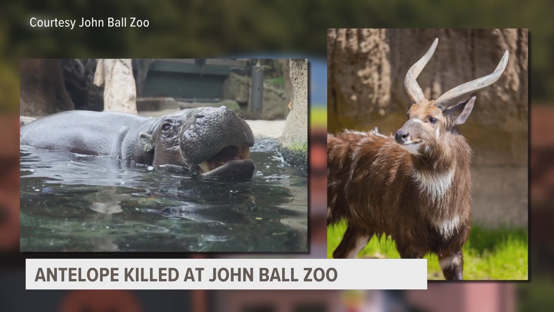 Hippo suddenly attacks, kills sitatunga at John Ball Zoo