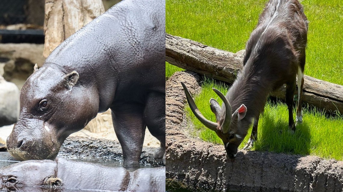 Hippo tiba-tiba menyerang, membunuh sitatunga di Kebun Binatang John Ball
