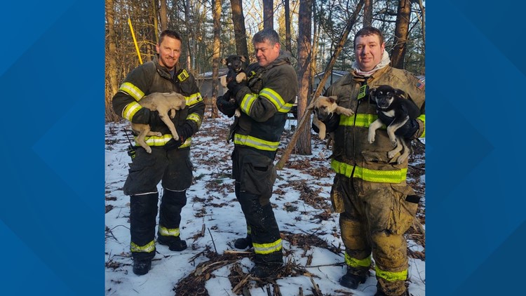 Firefighters save 5 puppies from house fire in Muskegon County, Michigan